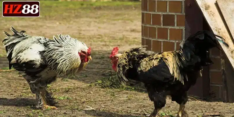 nhieu-lua-chon-khi-choi-da-ga-cua-sat