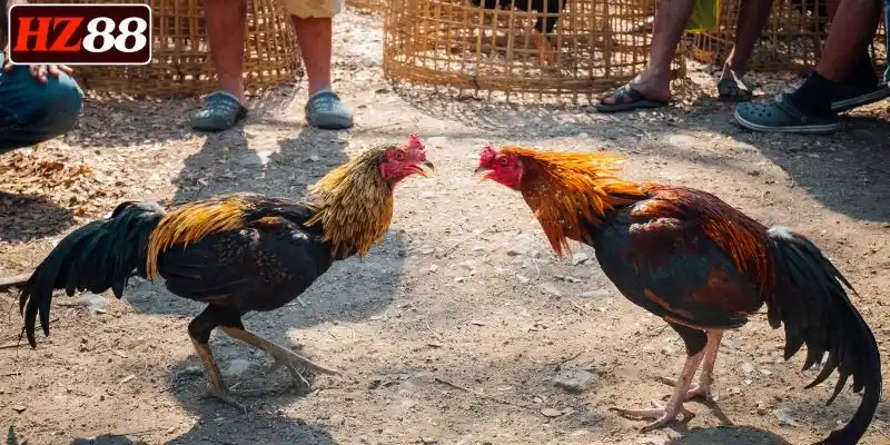 tham-gia-da-ga-sv388-nhan-thuong-khung